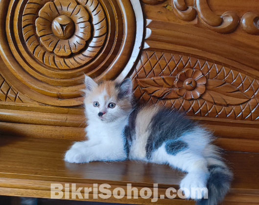 Mix Breed Persian